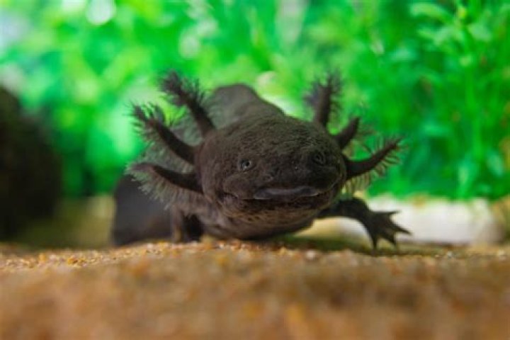 Discovering The Diverse World Of Different Axolotls