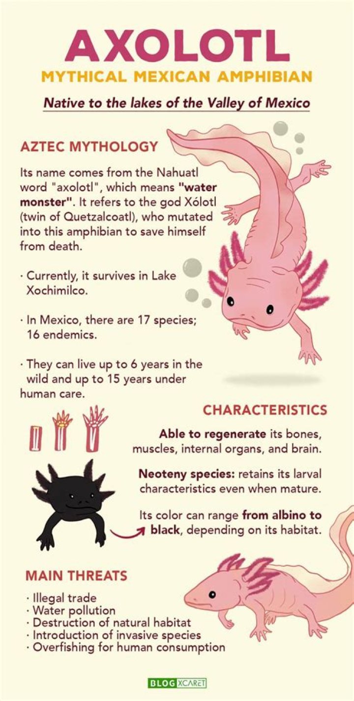 Exploring The Fascinating World Of Axolotl Types