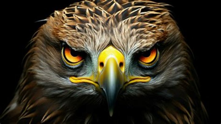 Tawny Kitesn: The Majestic Bird Of Prey