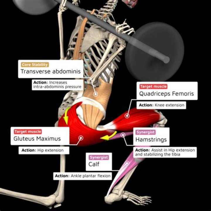 Uncover The Muscle Groups Targeted By Lunges: A Comprehensive Guide